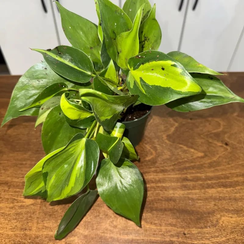 Customer photo review of Brazil Philodendron in 4" Nursery Pot – Philodendron Hederaceum 'Brasil' – Trailing Vine Plant – Low Maintenance Indoor Plant – Vibrant Foliage – Air Purifying & Pet-Friendly Low-Light Houseplant