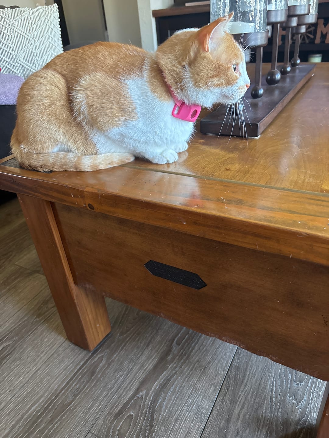 Customer photo review of FurLife™ 12 Months Flea and Tick Free