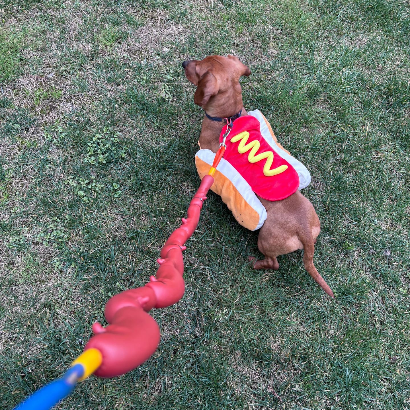 Customer photo review of Sausage Adjustable Costume Suit