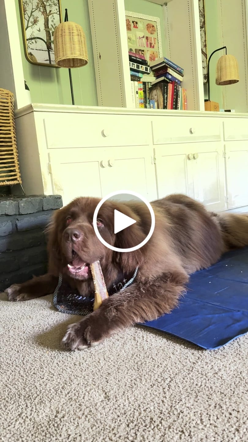 Customer video review of Medium Ostrich Cane (10" x 3"): The Long-Lasting, Flavor-Packed Chew for Medium & Large Dogs
