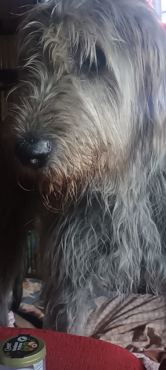 Customer photo review of MyPetClub High Protein