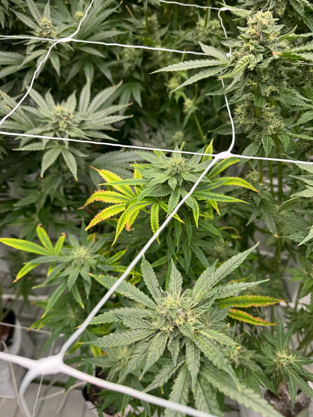 Customer photo review of Bubba OG MICROS - 28 Grams - Indica