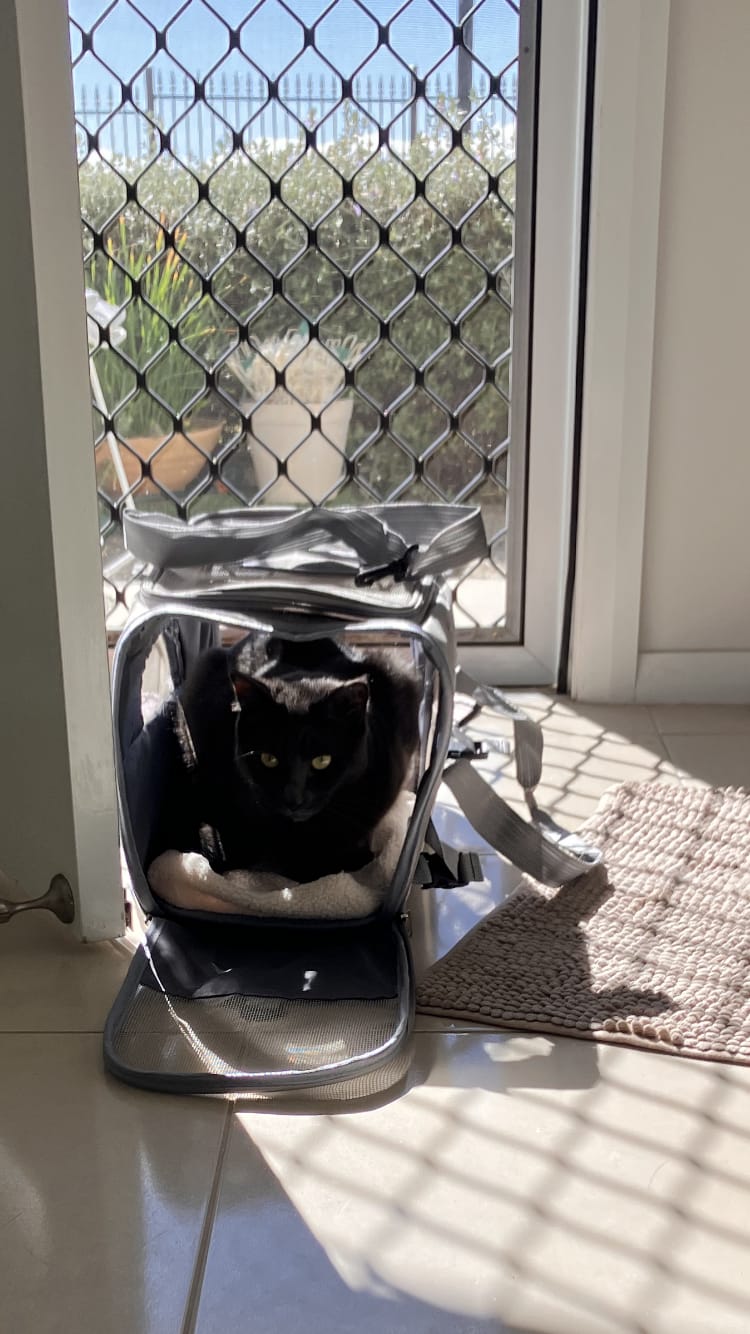 Customer photo review of Soft Cat Carrier Bag with Plush Mat