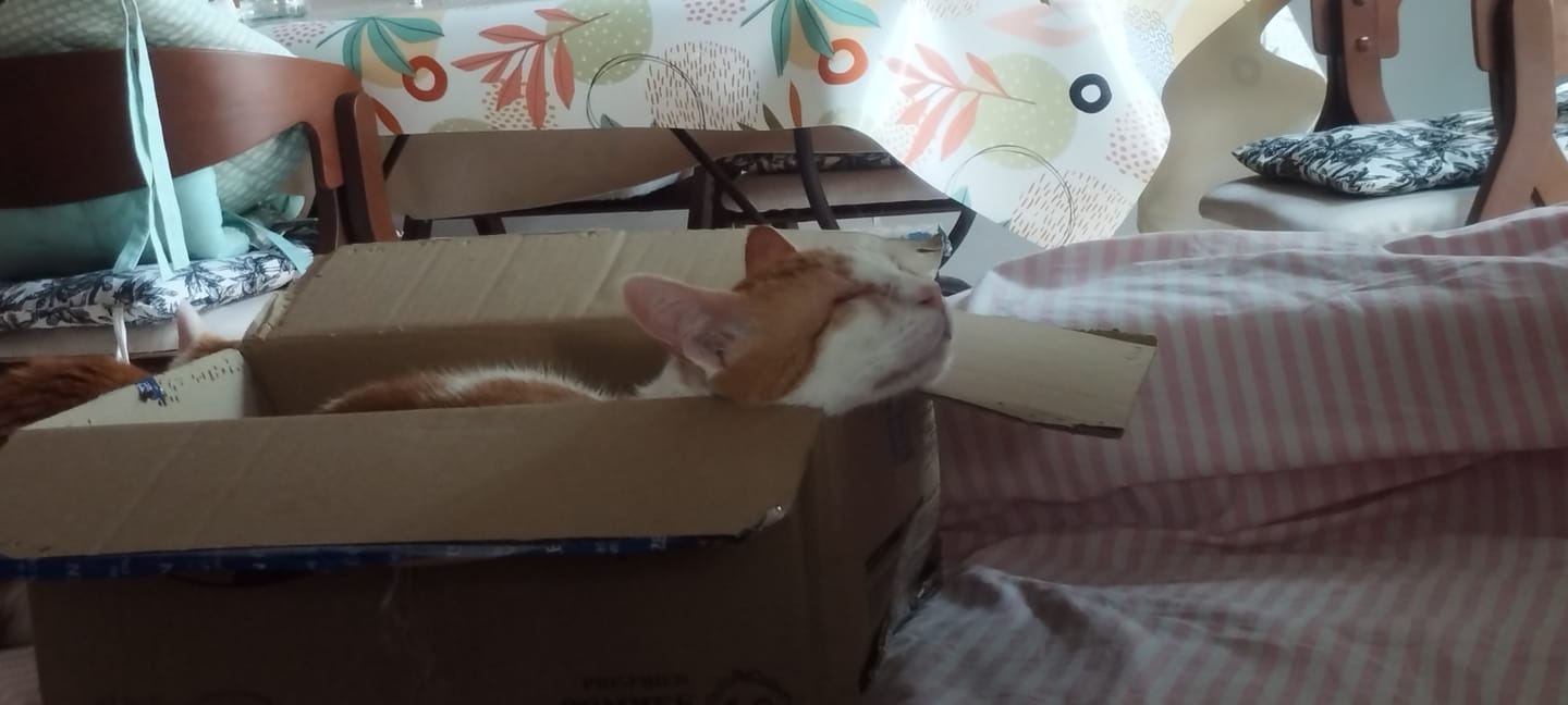Customer photo review of Croquettes Poisson & Pois - Chat Adulte
