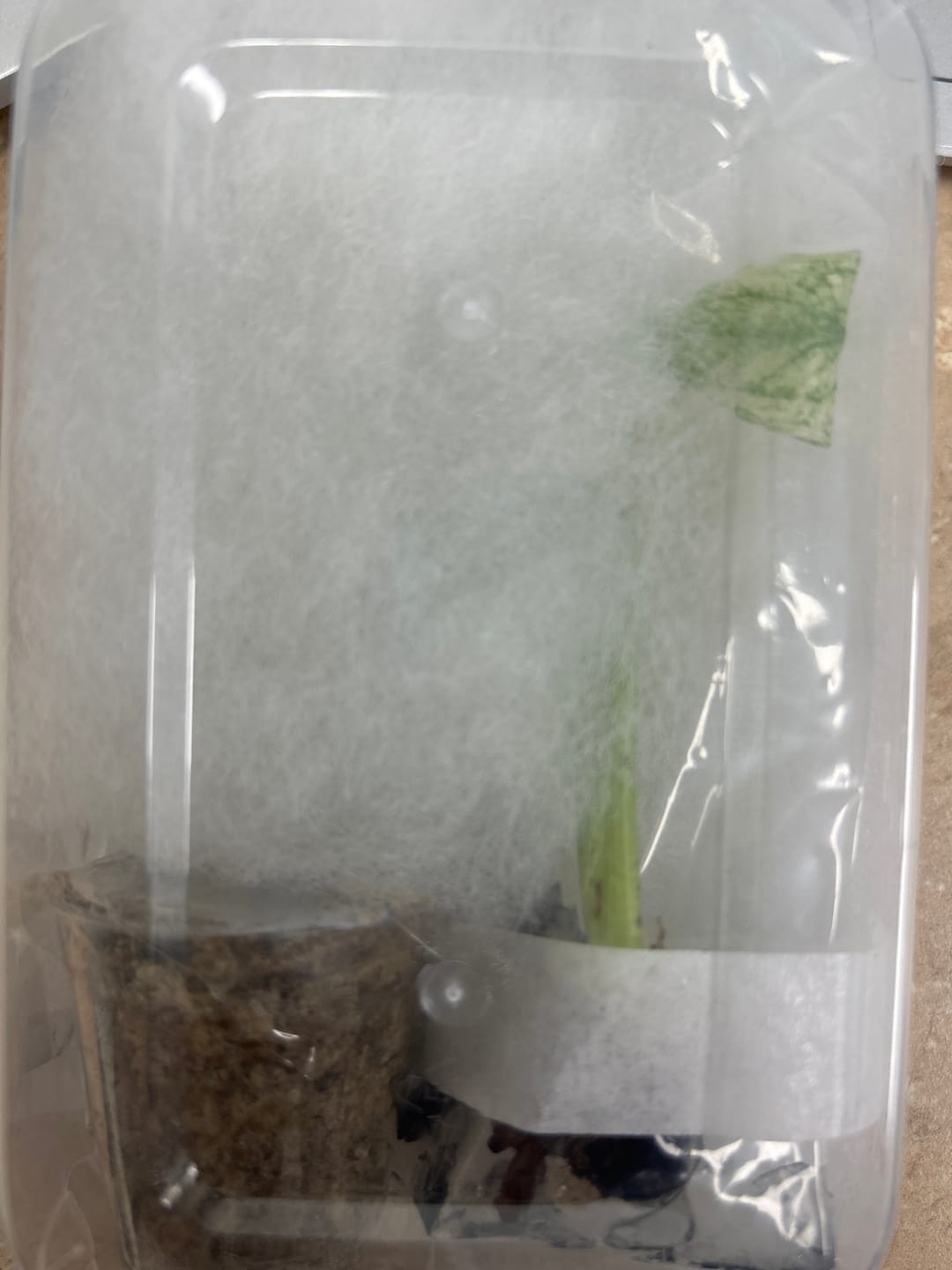 Customer photo review of Monstera White Monster