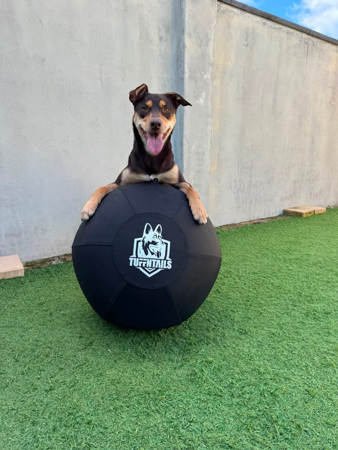 Customer photo review of Power Breed Herding Ball