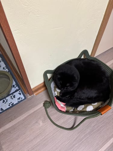 Customer's black cat resting inside the green Instinct Basket, placed on a wooden floor.