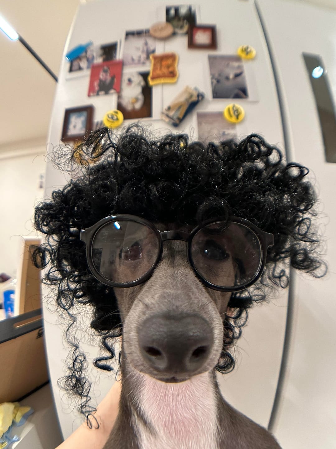 Customer photo review of Funny Pet Wig Costume Collection