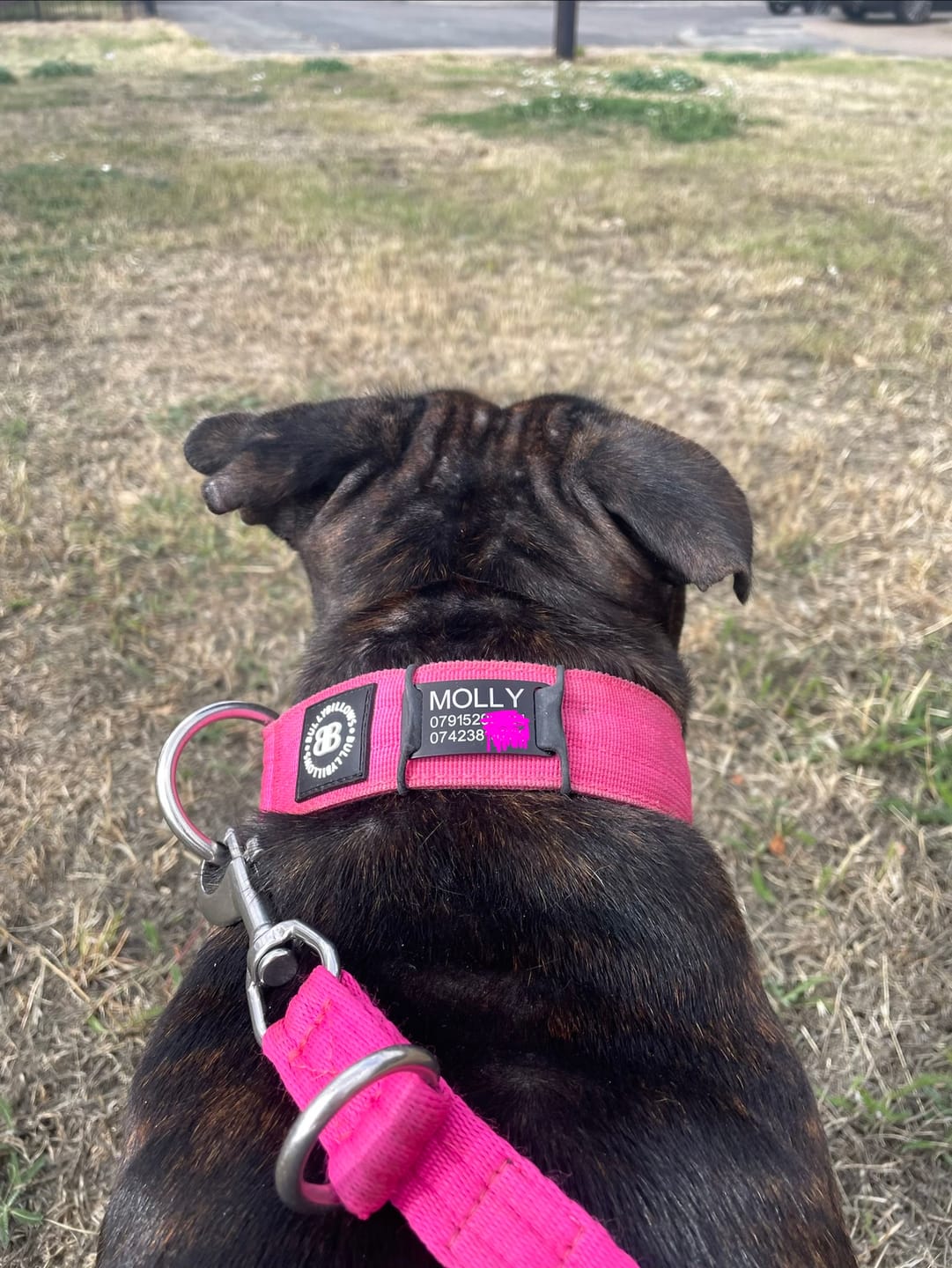 Customer photo review of Dog ID Attachment Tag (8 Colour Choices)