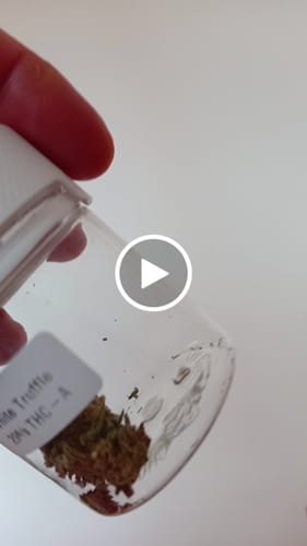 Customer video review of THC-A 29% Flower White Truffle