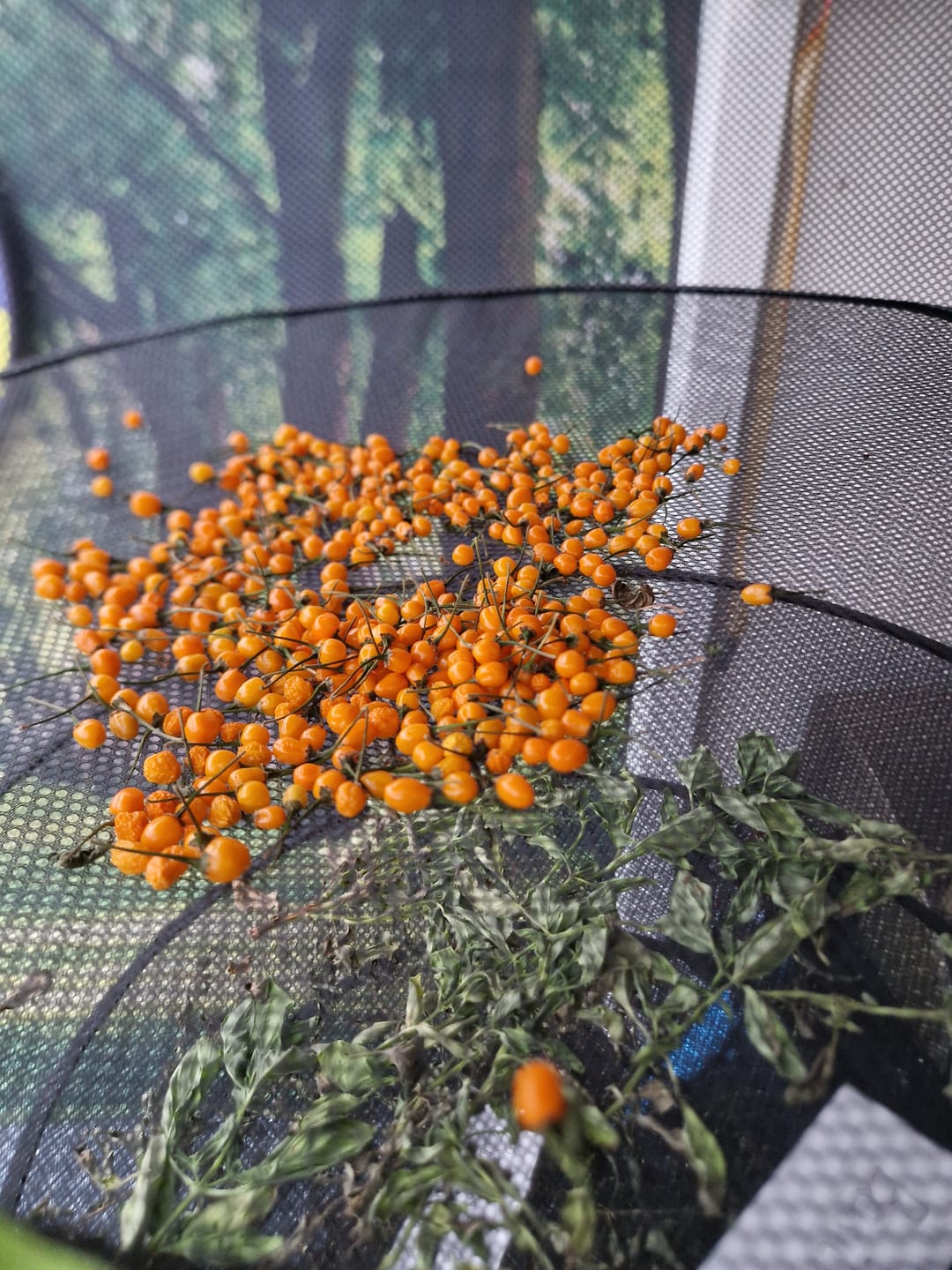 Customer photo review of FRISCHE AJI CHARAPITA 35G