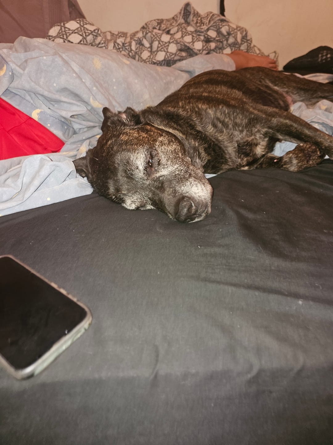 Customer photo review of Organic Coconut Pet CBD Oil (Multiple Sizes)