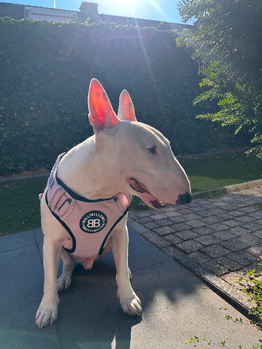 Customer photo review of Premium Comfort Herringbone Harness | Non Restrictive - Soft Pink