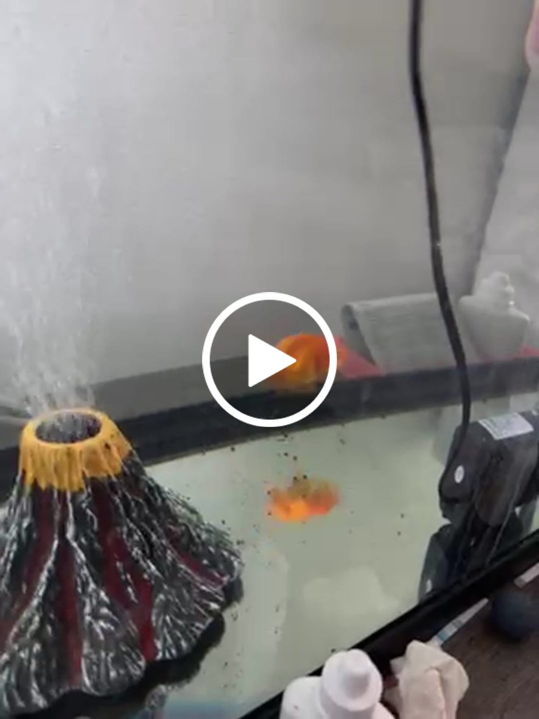 Customer video review of Live Premium Fancy Goldfish Thai Lionchu Big Structure/Giant TVR RED (Our Choice)