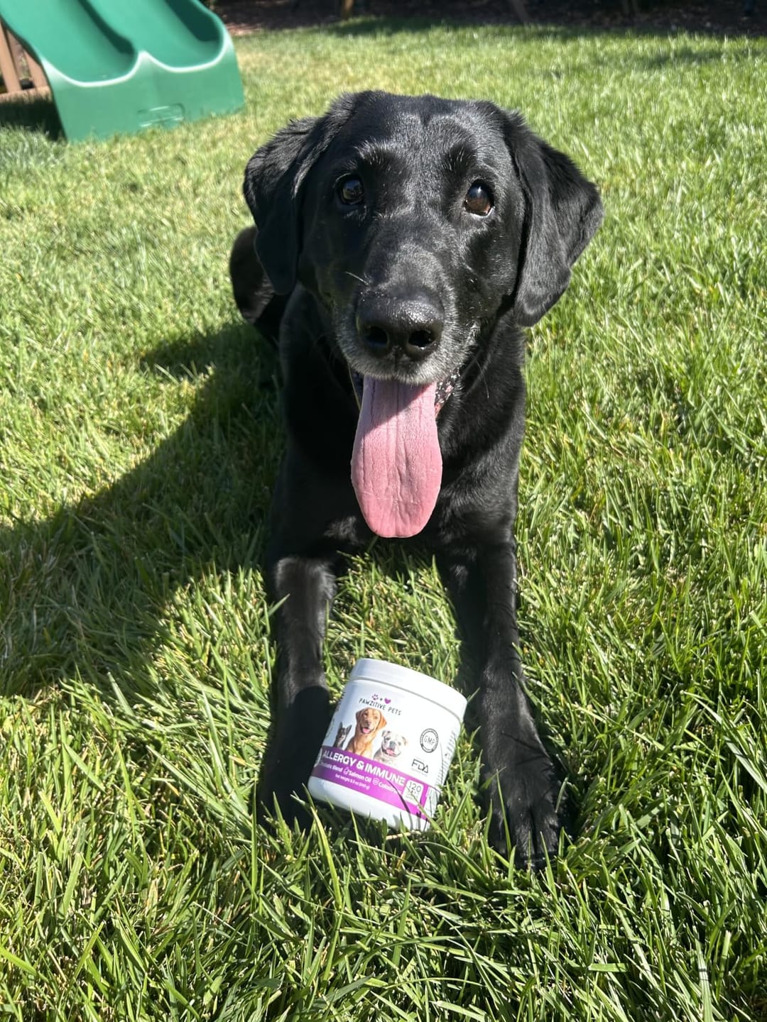 Customer photo review of Dog Allergy Chews for Itchy Skin, Paw Licking & Seasonal Allergies – Immune Support, 120 Soft Chews (Beef Flavor)