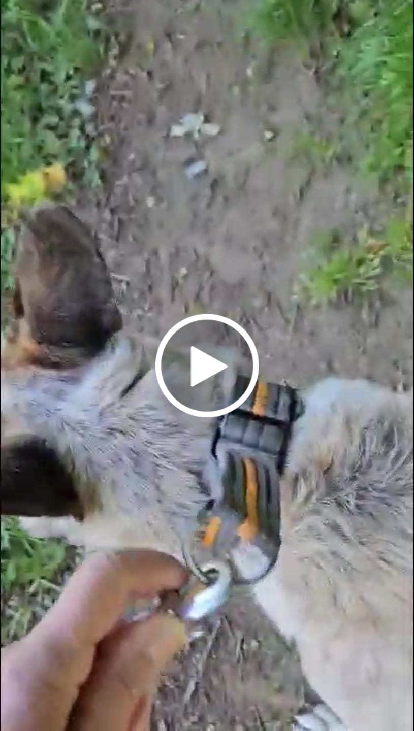 Customer video review of Giardientest Hund