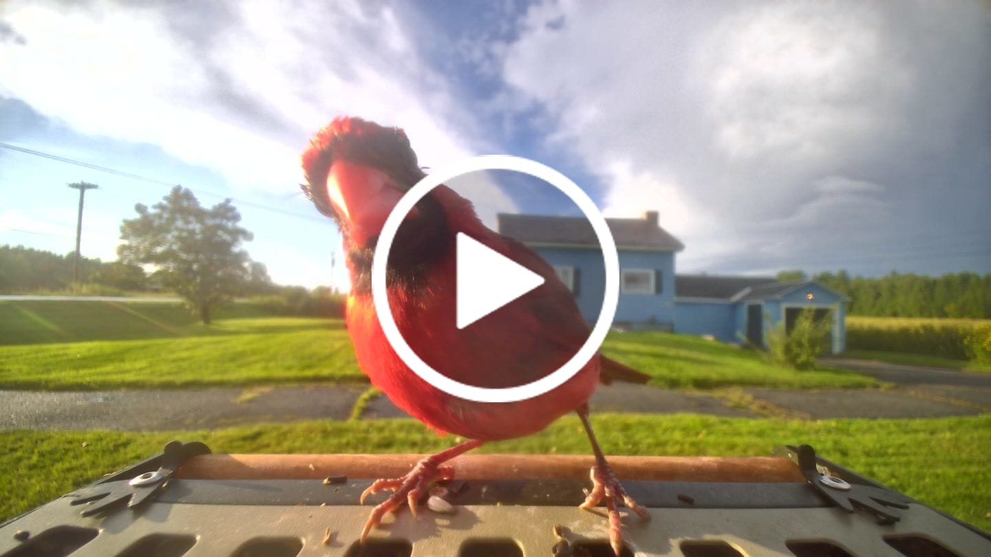 Customer video review of Birdfy Feeder Metal 2 4K - Smart Bird Feeder with Camera