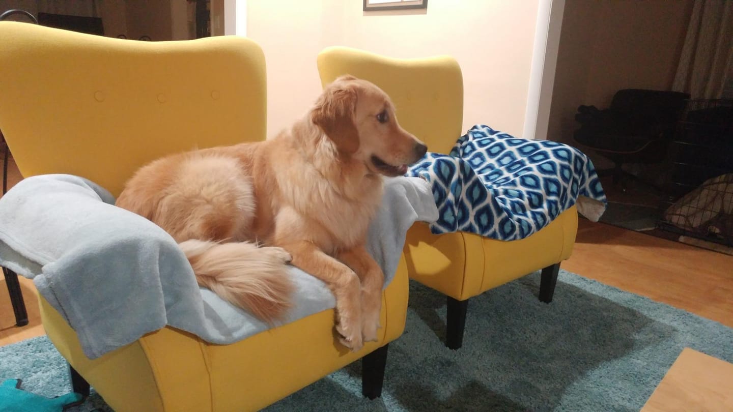 Customer photo review of Allston High Back Upholstered Accent Armchair