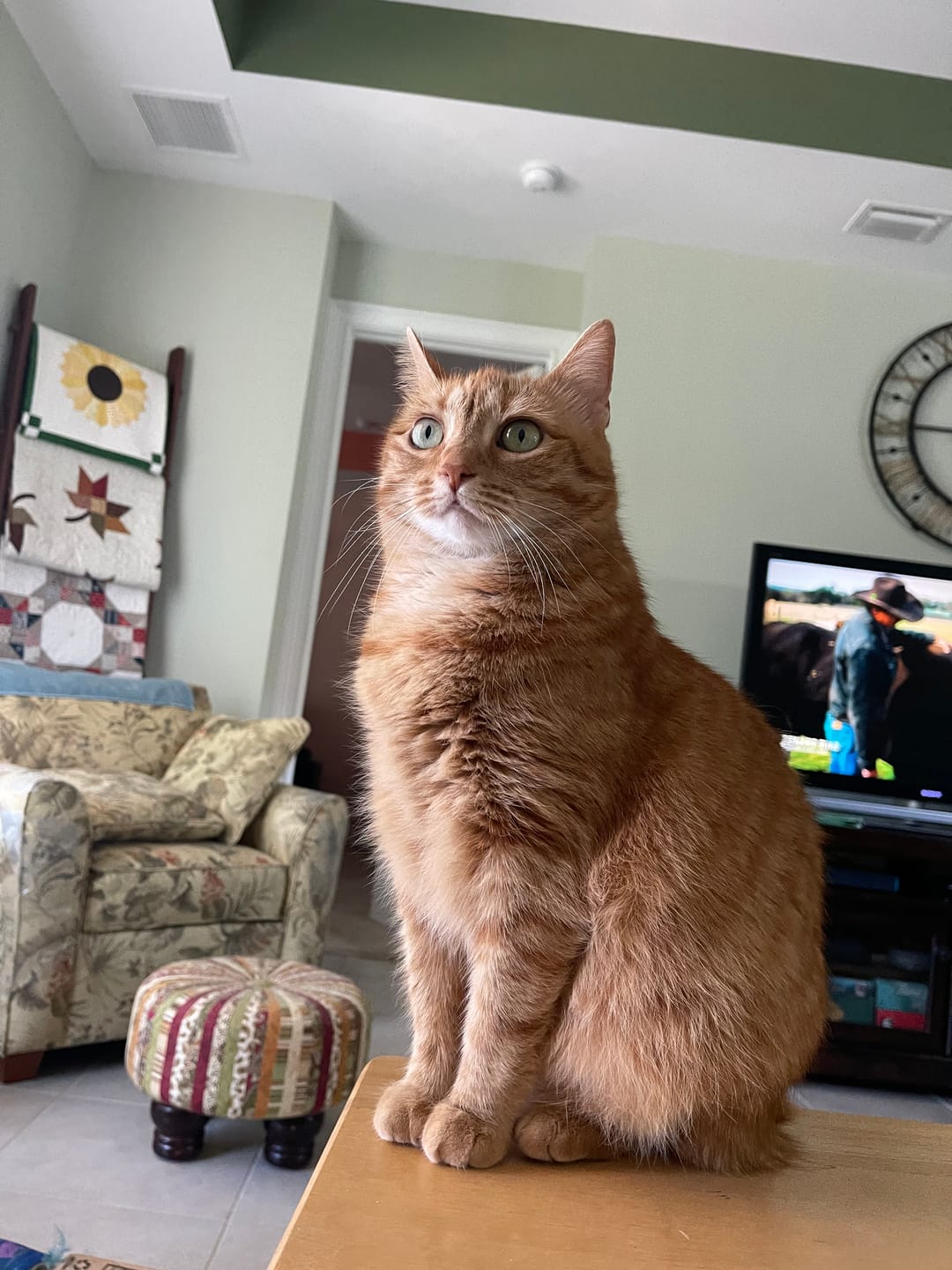 Customer photo review of Feline Biome™ - Probiotic Cat Supplement