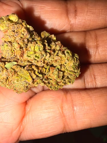 Jungle Gelato - 28 Gramm - Indica photo review