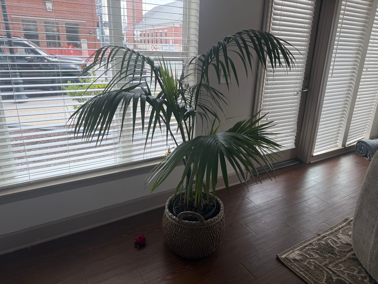 Customer photo review of Kentia Palm Double, Howea Forsteriana