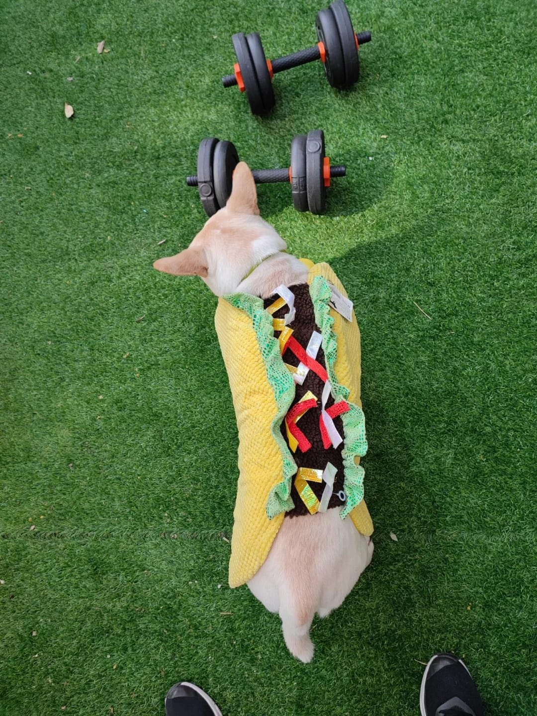 Customer photo review of Taco Costume Halloween