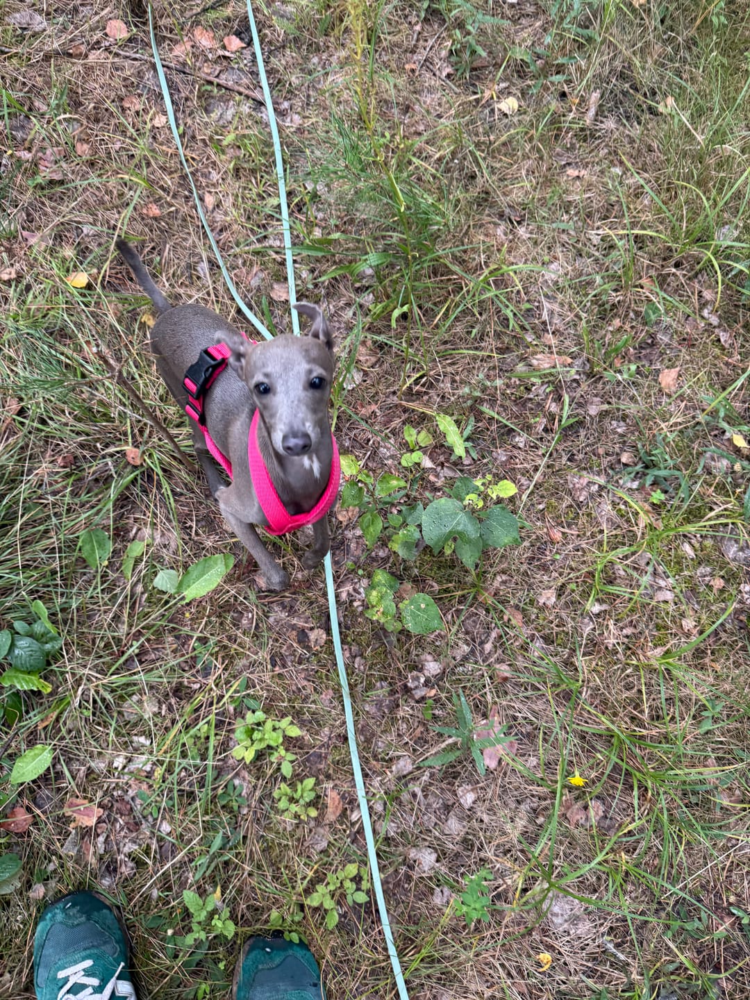 Customer photo review of Windhundgeschirr FUN Welpe/Windspiel "Flamingo Pink"