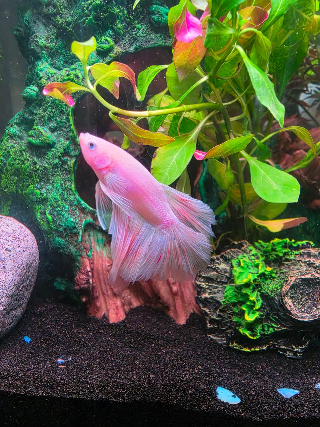 Customer photo review of Pink Halfmoon Male Betta Fish | Grower’s Pick