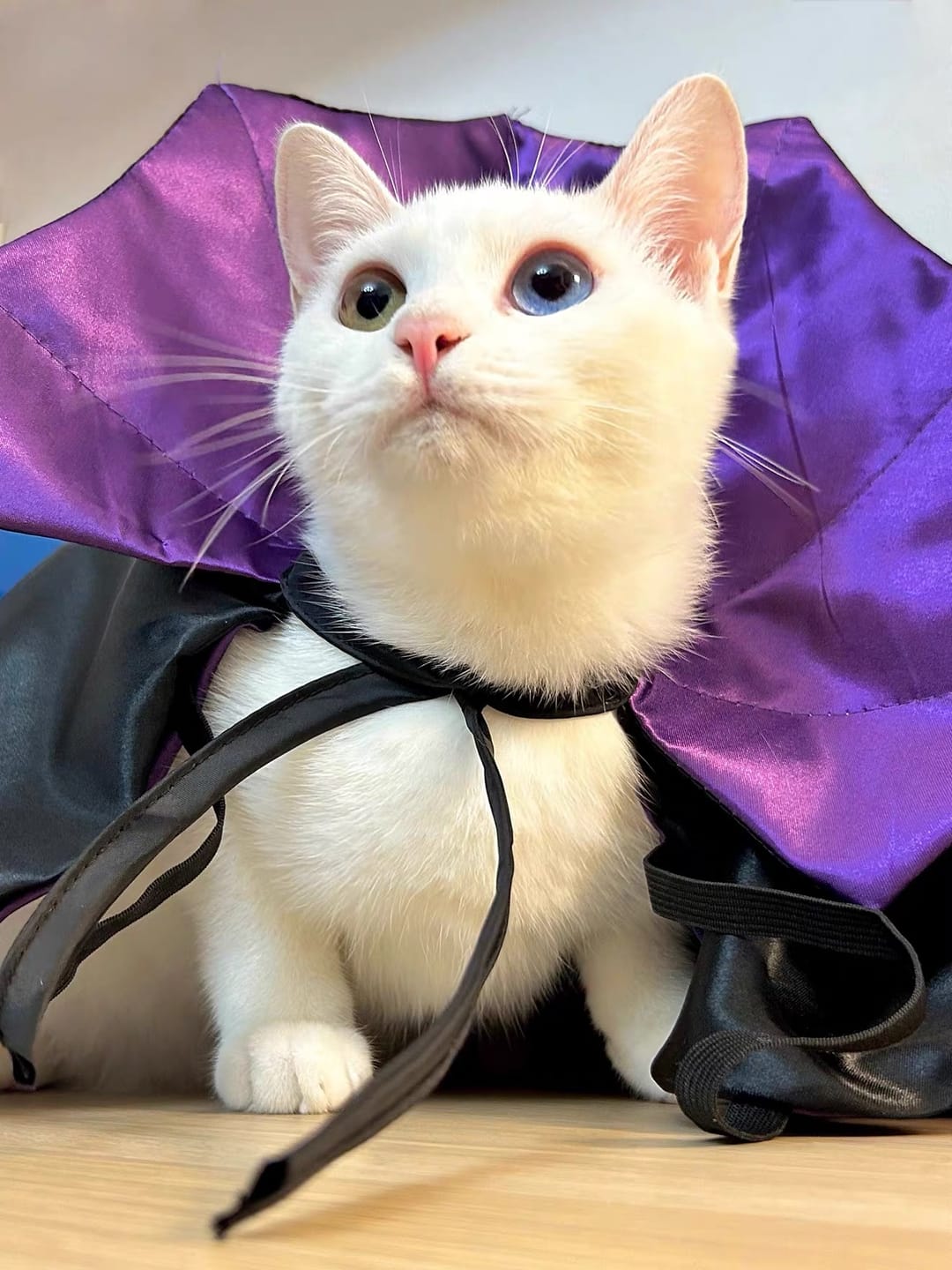 Customer photo review of Enchanting Witch Halloween Costume