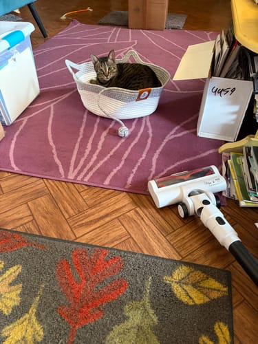 Customer's cat sitting in an Instinct Basket placed on a purple rug, looking toward the camera.
