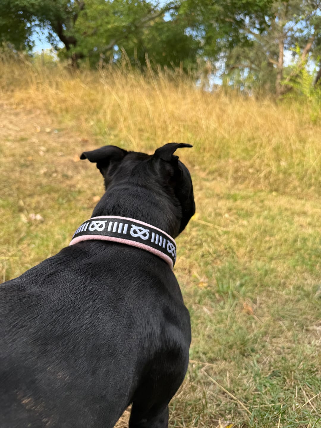 Customer photo review of Staffordshire Bull Terrier 1935® Slim Pattern Collar - Fleece - Baby Pink - 35mm