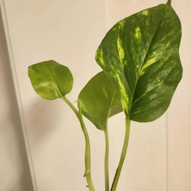 Customer photo review of Golden Pothos Cuttings - Easy Care Gift Houseplant - Low Light Indoor Plants - Green Hanging Vines Pothos Plant - Office Plants
