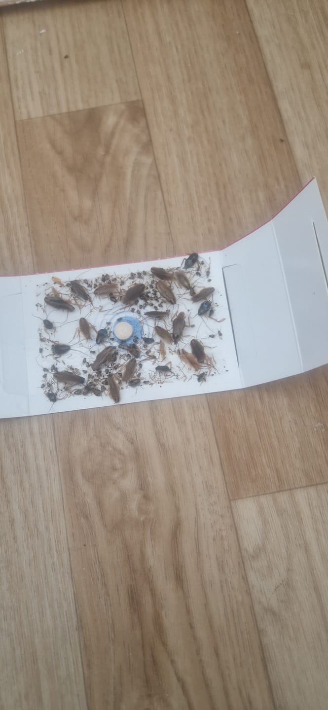 Customer photo review of Schaben-Falle 12 Stück