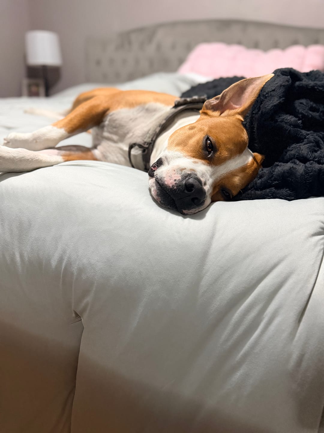 Customer photo review of MarshMellow Comforter