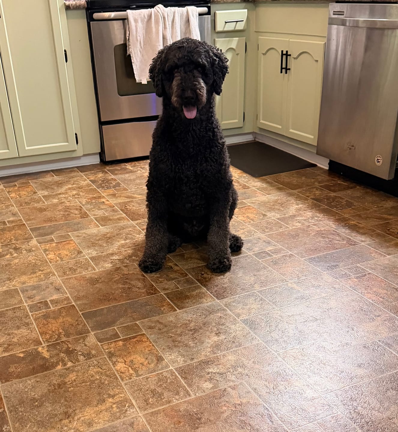 Customer photo review of 12 Inch Monster Bully Stick