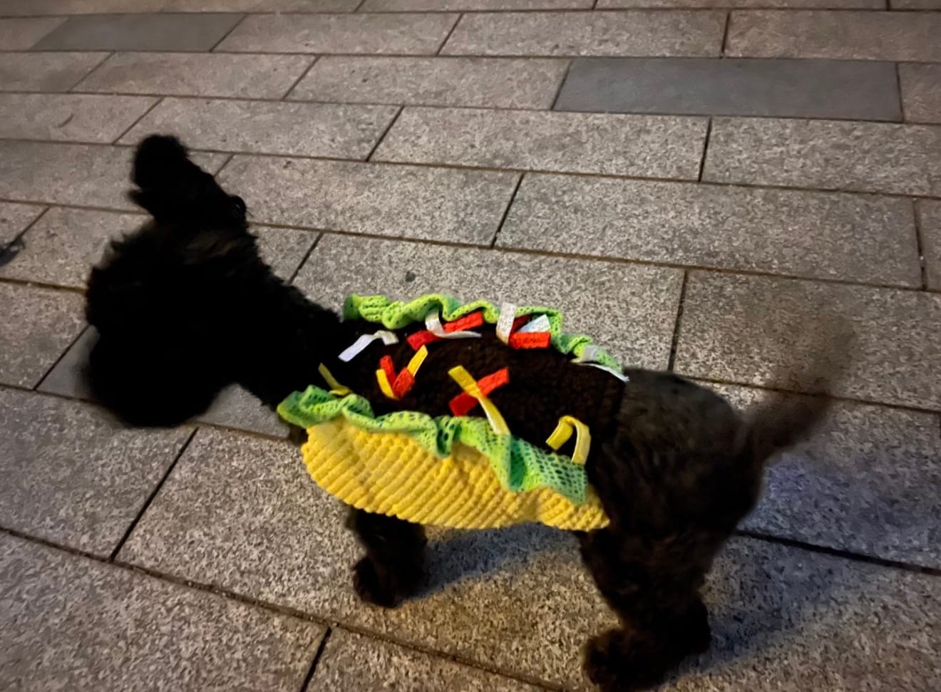 Customer photo review of Taco Costume Halloween
