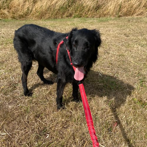 Customer's black dog wearing a red ParoPet No Pull Dog Harness in a grassy field.