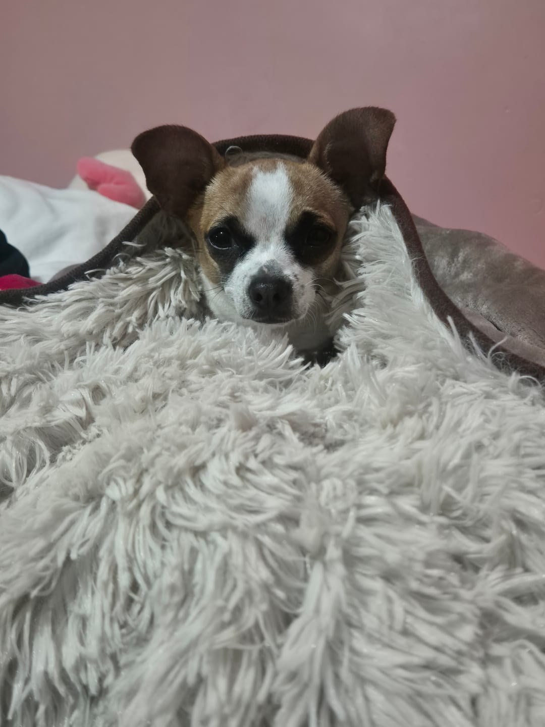 Customer photo review of Cobija Impermeable para Perros
