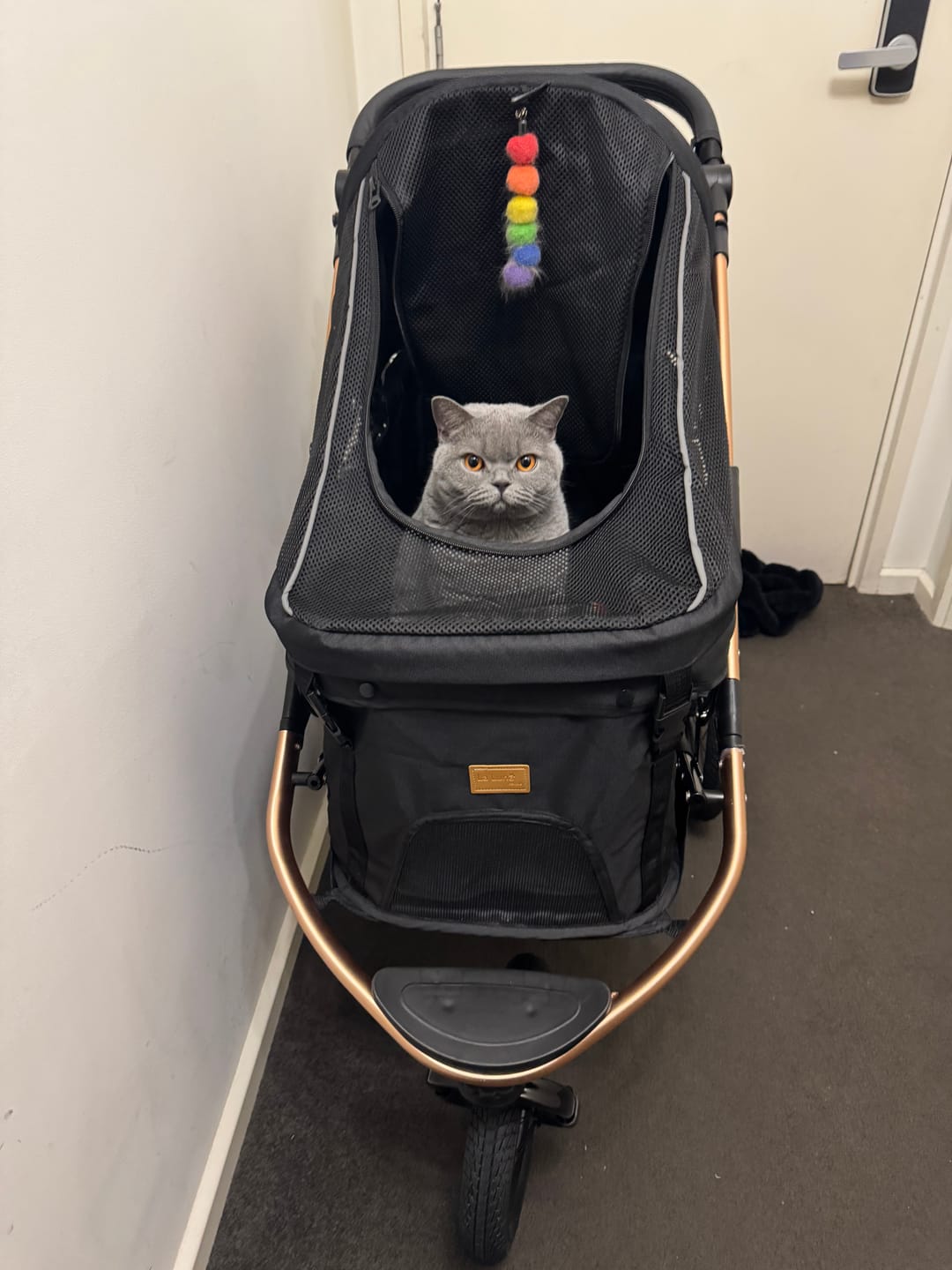 Customer photo review of Sports Large Pet Stroller