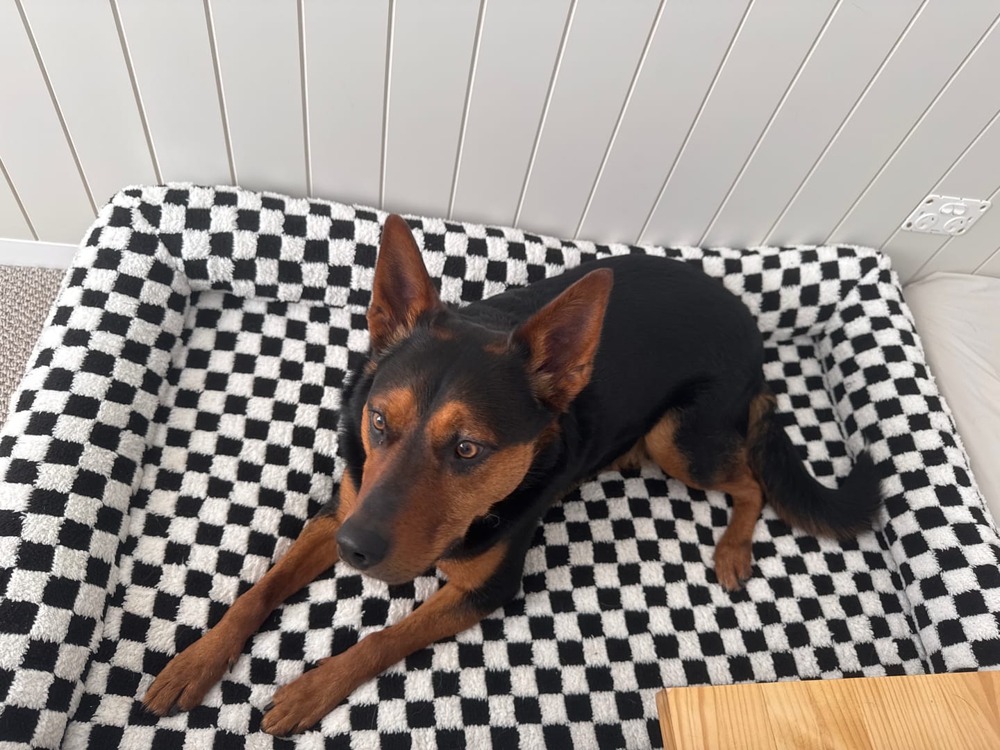 Customer photo review of Orthopedic Dog Bed Pet Mat Calming Checkered Plush Sofa Washable