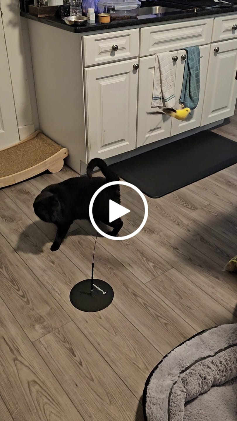 Customer video review of Interactive Bird Simulation Cat Toy Set