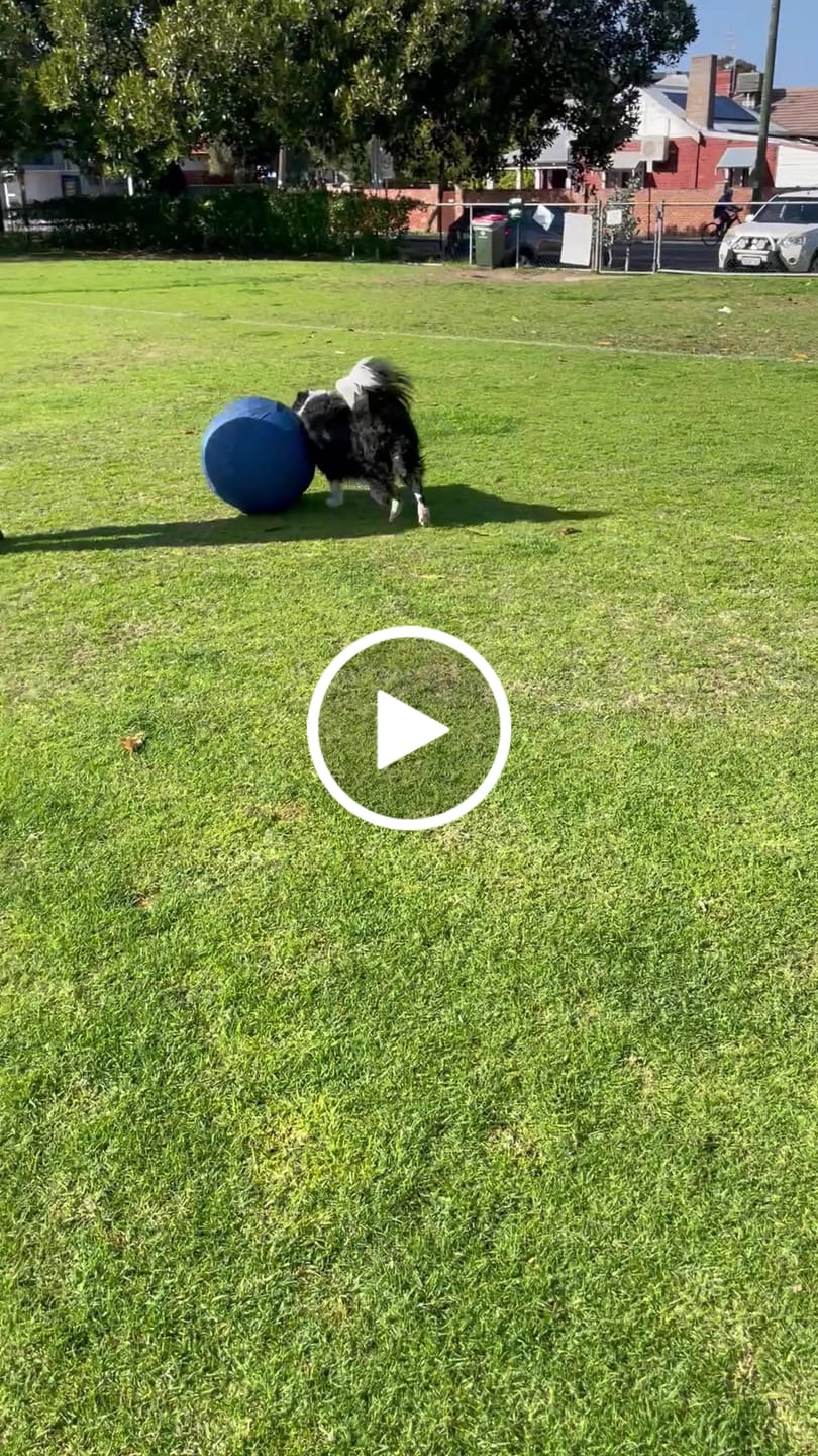 Customer video review of Herding Ball