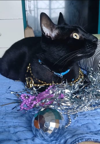 Customer photo review of Collar Remachado (Gato)