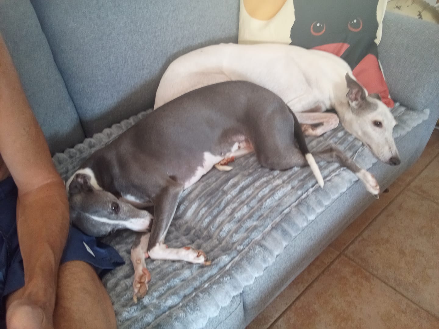 Customer photo review of PetLounge I Premium Sofa-Schutz