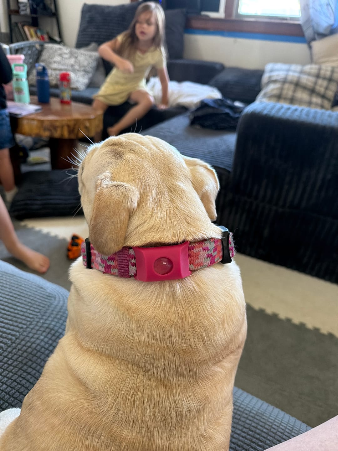 Customer photo review of FurLife™ - 12 Months All Natural Flea and Tick Tags for Dogs