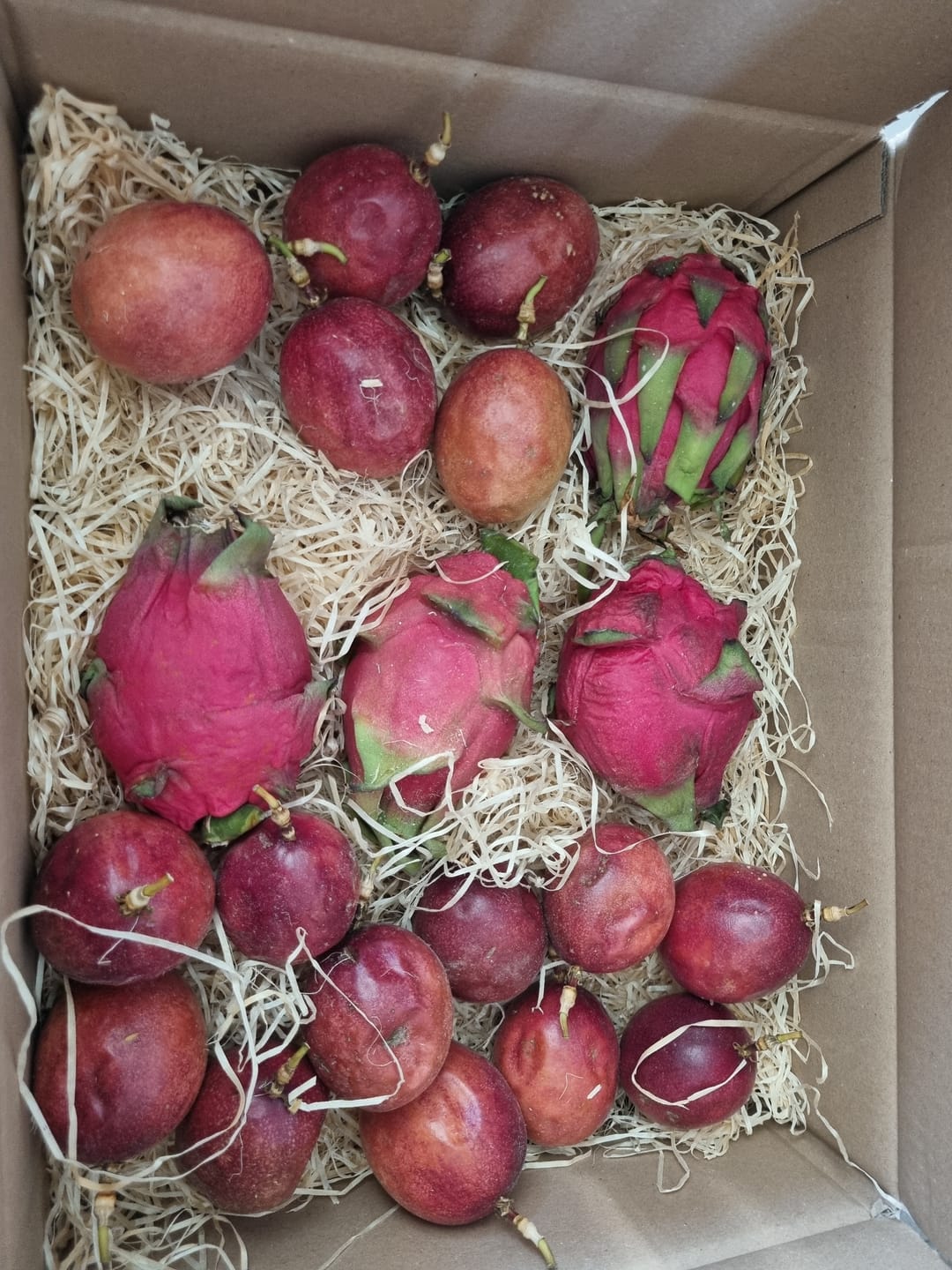 Customer photo review of Drachen-Passion Box 2kg Aktionspreis %