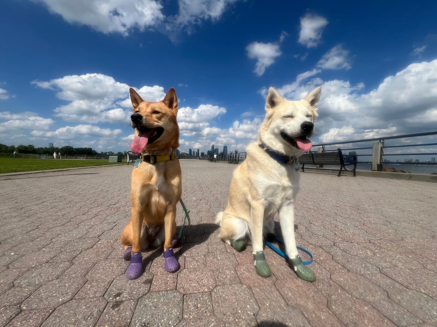 Customer photo review of WagWellies® Mojave