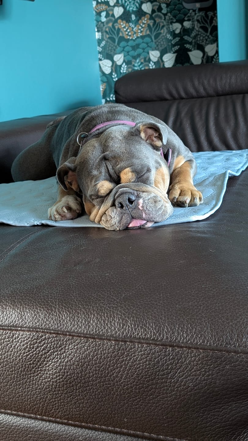 Customer photo review of Frostcore™ Cooling Mat - Hearts Ash Blue