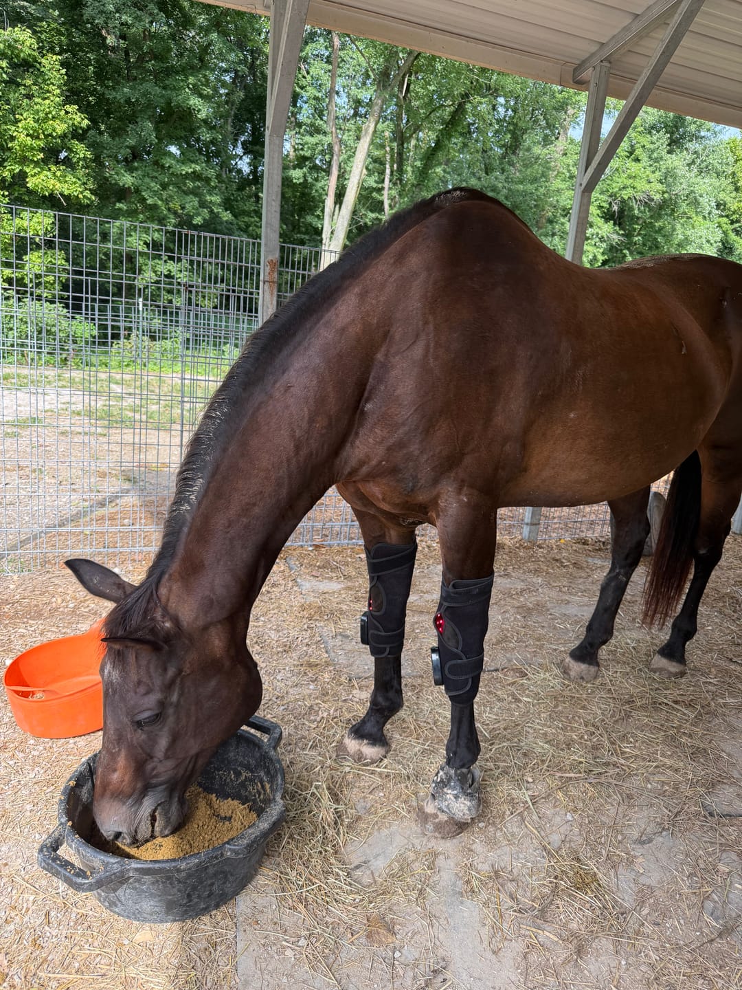Customer photo review of HorseHalo™  HaloHocks