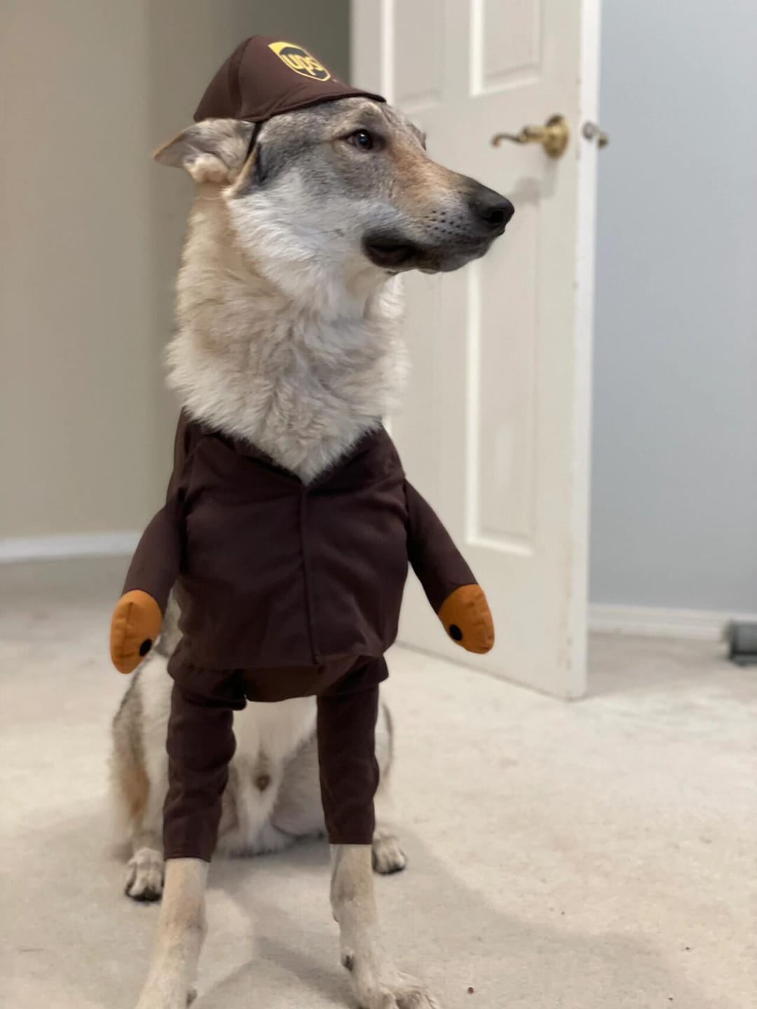 Customer photo review of UPS costume